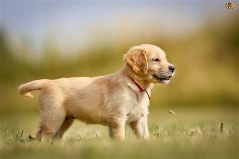 Golden Retriever Dog Breed Information Buying Advice