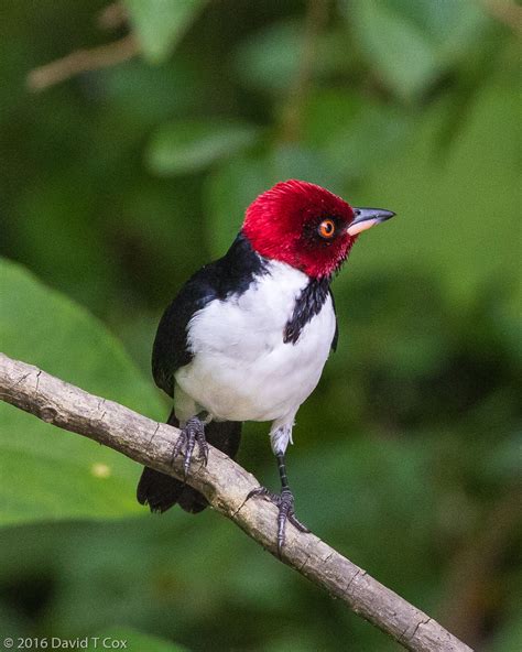 Red Capped Cardinal Yanayacu Peru Across Amazon From Amacayac Dave