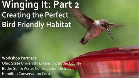 Creating The Perfect Bird Friendly Habitat Youtube