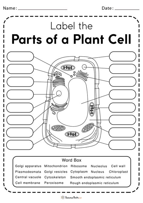 Plant Cell Free Printable Worksheet
