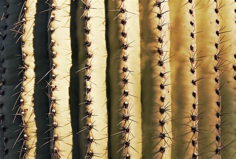 Close Up Cactus Textures Style Photograph By Tjeerd Kruse