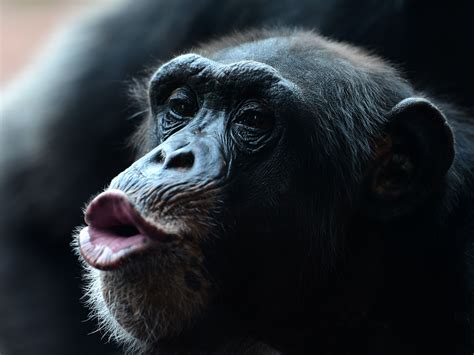 Scientists Simulated How Monkeys Would Sound If They Could Talk And It