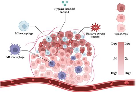 Frontiers Hypoxia Responsive Nanomaterials For Tumor Imaging And Therapy