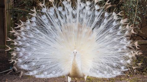 Find stunning peacock feather images and pictures for your project hd to 4k quality ready for commercial use download for free! Rare White Peacock Displays Full Plumage During Mating ...