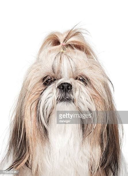 Brown Shih Tzu Puppies Photos And Premium High Res Pictures Getty Images