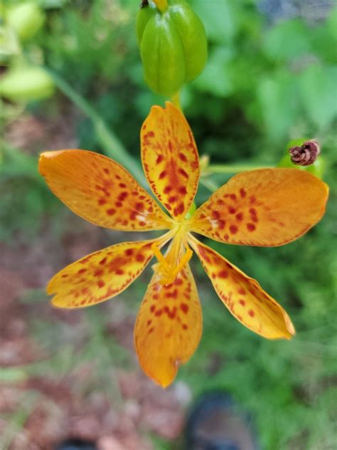 40 Blackberry Lily Seeds Aka Leopard Lilies Etsy