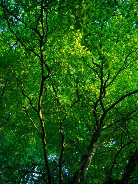 Free Images Tree Branch Sunlight Leaf Flower Green Trees