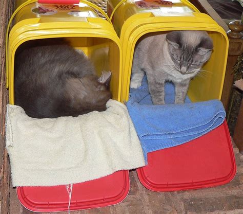 Recycle Cleaned Kitty Litter Containers Into Cat Beds Add A Fluffy