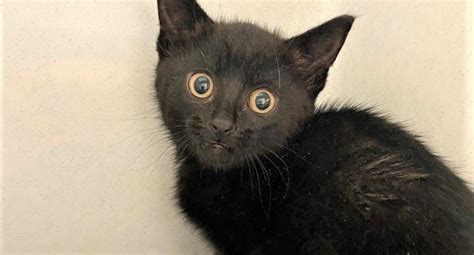 After A 40 Mile Journey A Kitten Is Found Inside A Car But It Flees From The Rescuers