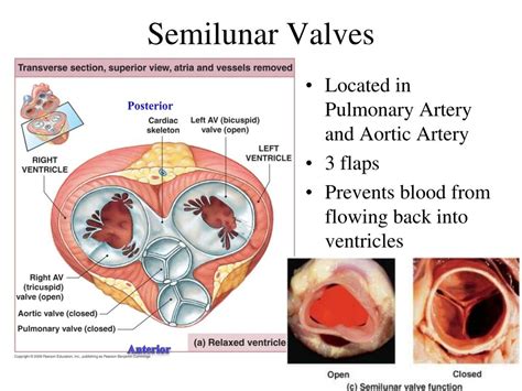 Ppt Ch 12 Heart And Circulatory System Powerpoint Presentation Free