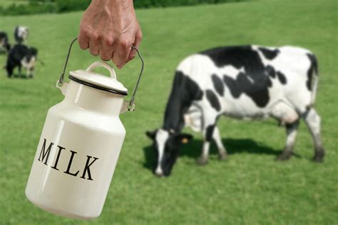 Cow Milk And Human Health Ayurveda Blog