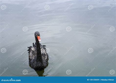 One Beautiful Black Swan Floating On The Pond Surface Under Rain