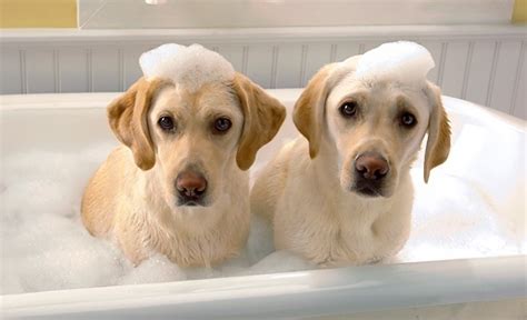 Flying pig grooming professional dog bath tub. Dog Grooming Basics Tips and Techniques