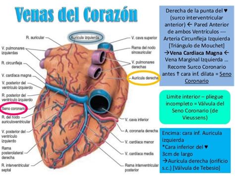 Vascularización E Inervación Del Corazón