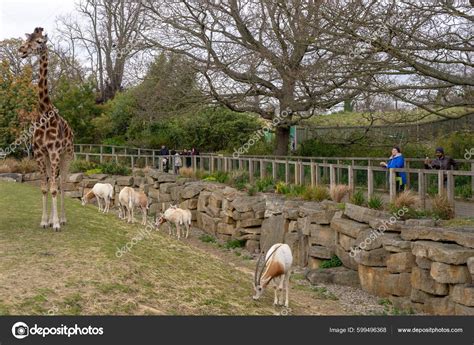 Giraffe Rhinoceros Goats Ostrich Dublin Zoo Feeding Playing Stock