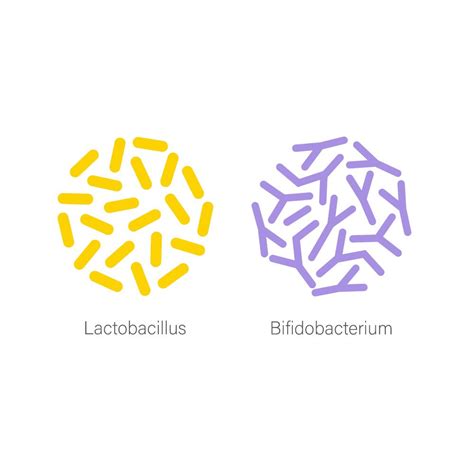 Popular Probiotics The Latest On Lactobacilli And Bifidobacteria