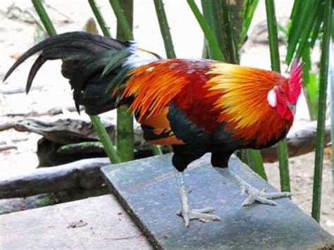 Ayam hutan merah merupakan salah satu jenis hewan liar yang seru juga memikat ayam hutan menggunakan pikat ayam betina ayam hutan betina memiliki perbedaan yang sangat mencolok dari pada hutan jantan. SUARA DENAK AYAM HUTAN - YouTube