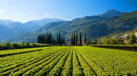 Vini Rossi Del Trentino Alto Adige