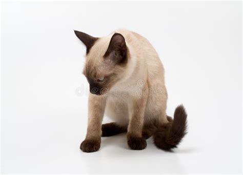 Angry Siamese Cat Stock Photos Free And Royalty Free Stock Photos From