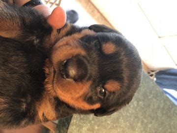 Maybe you would like to learn more about one of these? Rottweiler puppy for sale in CUMBERLAND, VA. ADN-70990 on PuppyFinder.com Gender: Male. Age: 4 ...