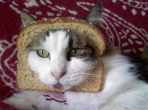 21 Best Images About Bread Heads On Pinterest Dog