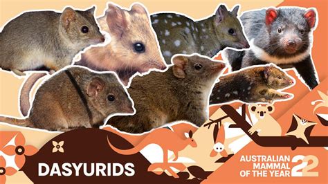 Dasyurids Extraordinary Carnivorous Marsupials Of Australia Amoty2022