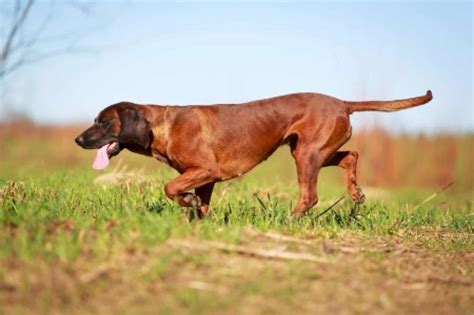 Bavarian Mountain Hound Ultimate Guide Personality Training Health