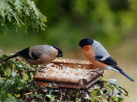 Photos Oiseaux De Nos Jardins • Les Plus Belles Photos Par Bonjour Nature