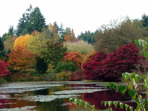 Where To See The Best Fall Foliage In Metro Vancouver 604 Now