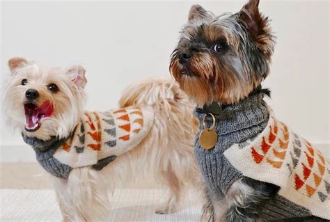 Do Dogs Like Wearing Sweaters