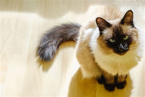 Are Balinese And Siamese The Same Tur Tips Blog Offering Top Pet