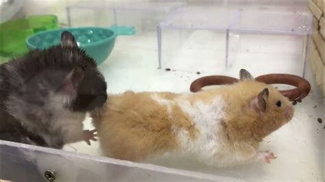 Hamster Mating 1 Make Love Breeding Youtube