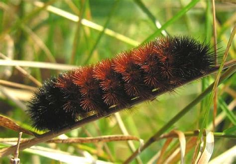 100 Species Of Caterpillars In North Carolina With Pictures Animal Hype