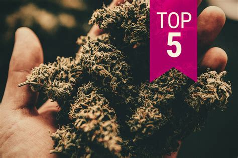 Do not pay attention only to the current rate of cryptocurrencies because this index is the most volatile and may change drastically within a few weeks (take, for. The Top 5 Strongest Cannabis Strains — 2020 Update - RQS Blog