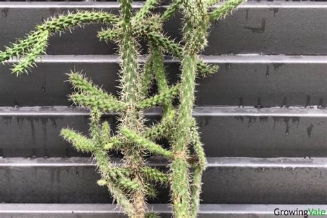 11 Cholla Cactus Varieties Types And Species For Your Collection