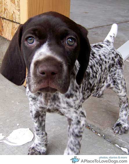 german shorthaired pointer puppy aww  adopted     fully grown     info
