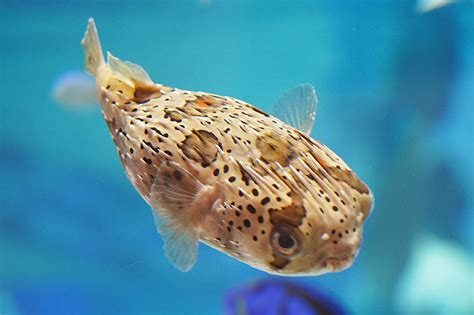 Puffer Fish Long Island Aquarium