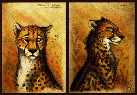 Cheetah By Culpeo Fox On Deviantart