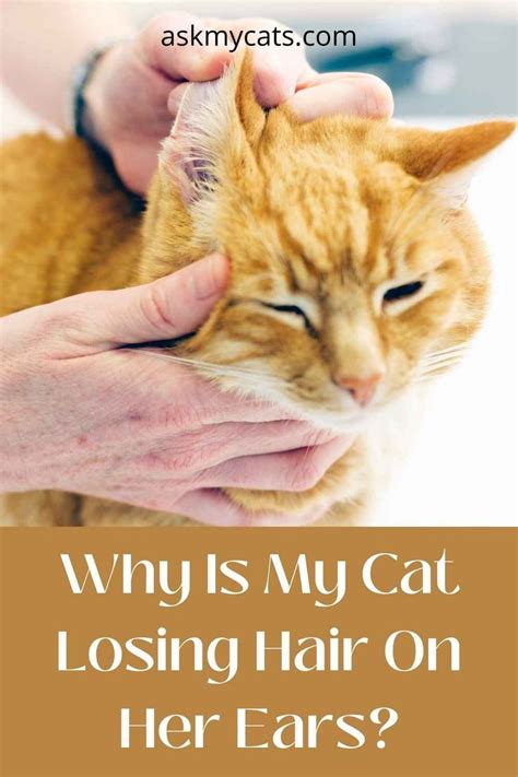 Why Is My Cat Losing All Its Hair Hair Loss In Cats Explained Semi