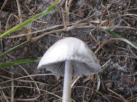 Id For Panaeolus Cyanescens Mushroom Hunting And Identification