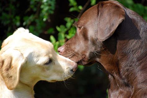 Keeping her entertained and distracted will help your dog's needs while she is in heat may vary. How Often Do Dogs Go In Heat? - Every Creature Counts - Main