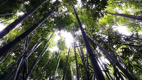 Wind Blowing In Bamboo Forest Youtube