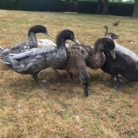 Blue swedish ducks are attractive and hardy ducks that are known for their blue plumage and the distinctive white bib that runs from under the bill halfway down the chest. blue Swedish duck for sale | Cranleigh, Surrey | Pets4Homes