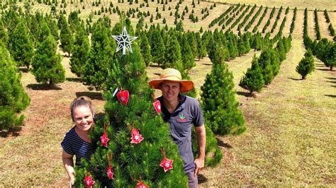Atherton Christmas Tree Farm To Welcome Hundreds Of People For Tagging