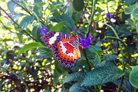 Kemenuh Butterfly Park Discovabali