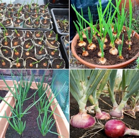 Growing Onion In Containers Pots Backyards Agri Farming