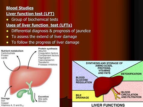 Understanding Elevated Liver Enzymes
