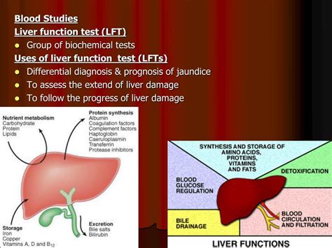 understanding elevated liver enzymes