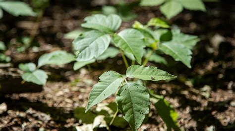 Poison Ivy On The Rise What It Looks Like How To Avoid Rash