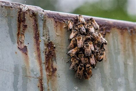 Heres What It Looks Like When 20 Million Bees Escape All At Once Boing Boing